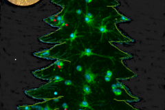 Primary cortical neuron culture christmas tree