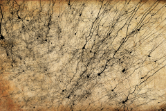 Golgi style rendering of digitally reconstructed neurons