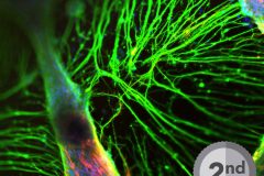 Neurons in 3D