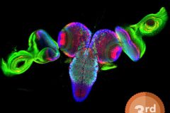 Fruit Fly Brain Connected to Two Eyes