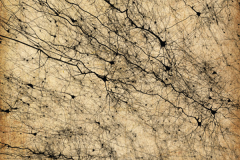Golgi style rendering of digitally reconstructed neurons