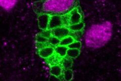 Genesis of Neurons