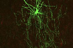 Chandelier neuron of neocortical layer 2/3