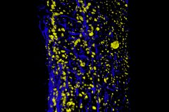iDISCO cleared mouse spinal cord