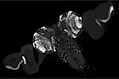 Transcription Factor Expression in Drosophila Brain and Eye