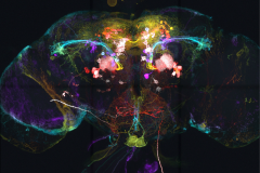 Drosophila olfactory neuron