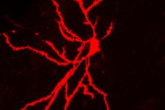 Pyramidal Neuron