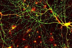 Michelangelo's 'Creation of Neuron