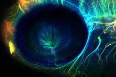 Optic nerve of the developing zebrafish