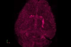 962_EcoHIV-14d_NLRP3-2