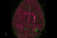 962_EcoHIV-14d_merged