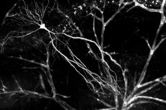Interwoven Connections: The Power of a Single Neuron