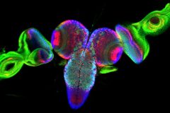 Fruit Fly Brain Connected to Two Eyes