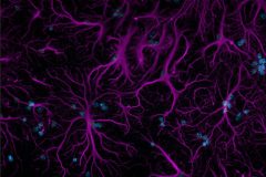 Stars of the Brain: Astrocytes in a Neuronal Network