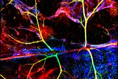Mouse Brain at 1300 nm
