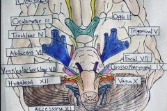 12 Cranial Nerves