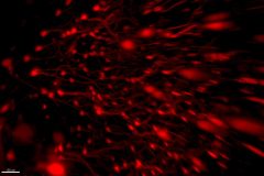 Active cells at the CA1