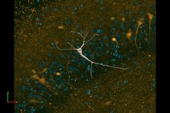 CA3 hippocampal pyramidal neuron