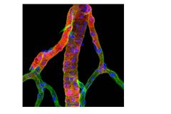Christmassy microvessels from rat brain
