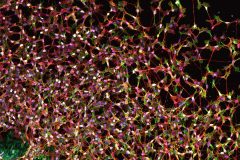 Neuronal Carpet