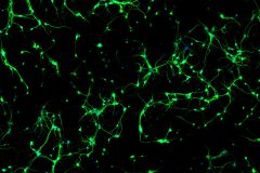 Conferring Neurons
