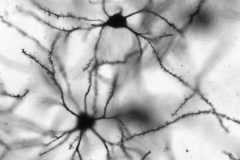 Converging Striatal Neurons