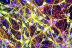 Mouse embryonic stem cell derived dopamine neurons.