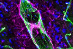 Astrocytes Hugging an Arteriole