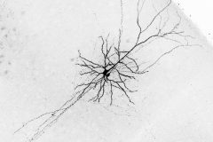 Neural Tango: Excitatory and Inhibitory Neurons in Synchronized Harmony