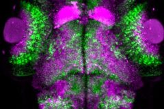 The Neural Yin and Yang