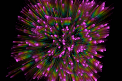 Flowering of neuronal activity