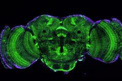 Glutamatergic Neurons of the Drosophila Brain