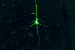 Neuron in green