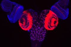Fruit fly eyes connected to the brain