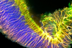 Salamander neuronal fibers