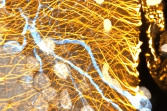 Salamander neuronal fibers