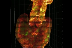 Salamander 3D brain rendering