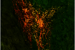 Efferent Projection from the mPFC to the Interanteriodorsal nucleus of the thalamus of mouse.