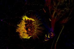Zebrafish Olfactory Organ