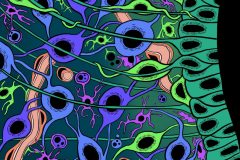 Life-and-Death-in-the-Hypothalamus