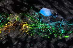 Lonesome Neuron