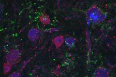 Compliment to the neurons