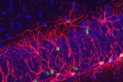 Glia stars