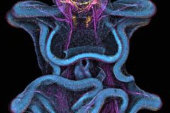 Neural Innervation in a Sea Star Larva