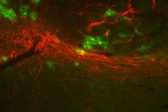 SNc playing with dopaminergic cells