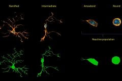 Nonhuman primate microglia detailed morpholgy study using Neurolucida 360