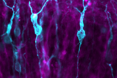 Migrating neurons