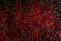 Cortical layers in the primate neocortex