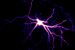 Motor neurons in action