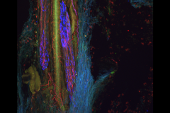 Sensory neuron innervation of the hindpaw
